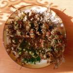 Revived rose of Jericho