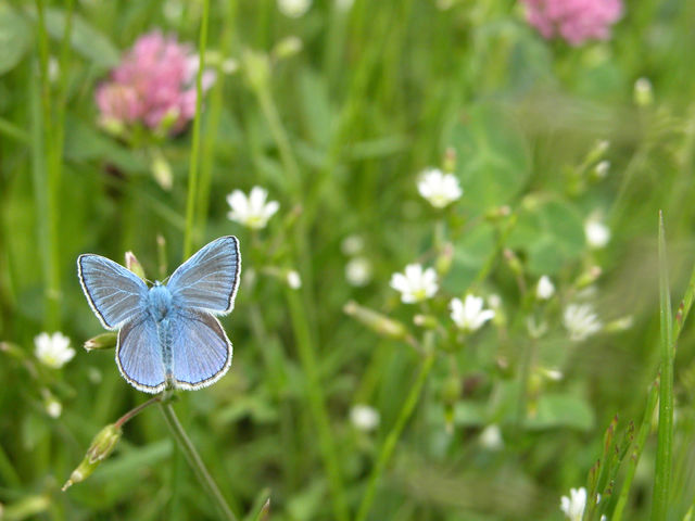 Blue butterfly on the meadow