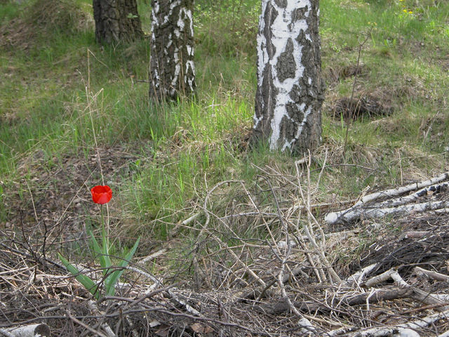 A single tulip on the wasteland