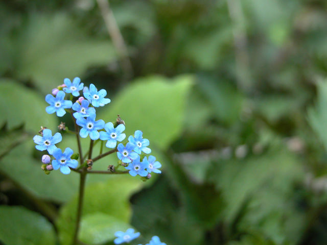 A single forget-me-not in the forest