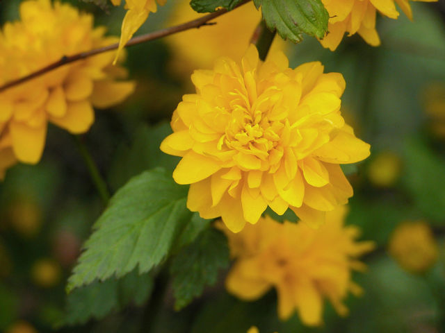 Yellow flowers on the bush