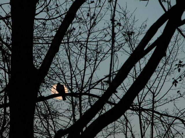 The moon behind the wood pigeon