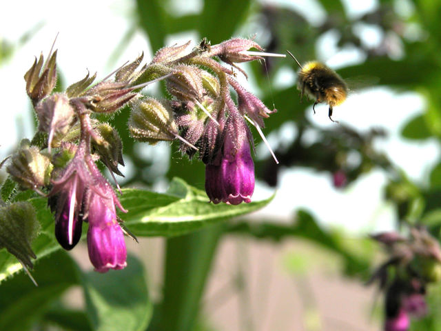 Flying bumblebee and the flower