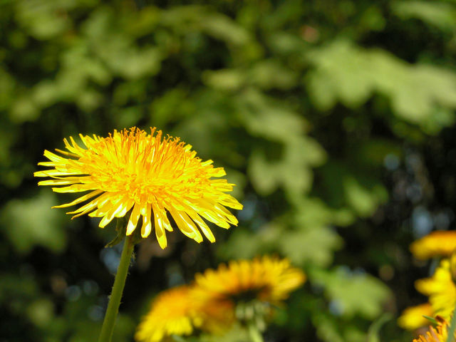 Dandelions on the meadow