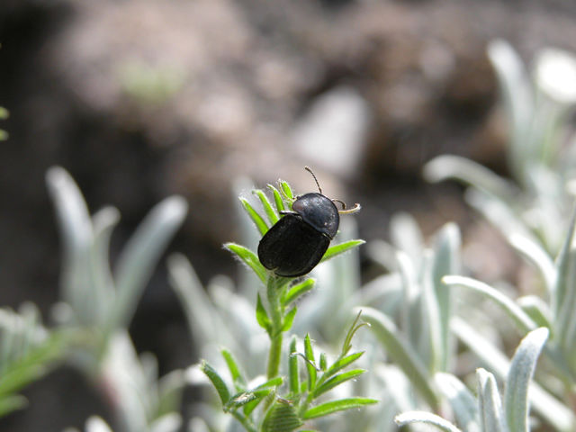 The bug on a plant