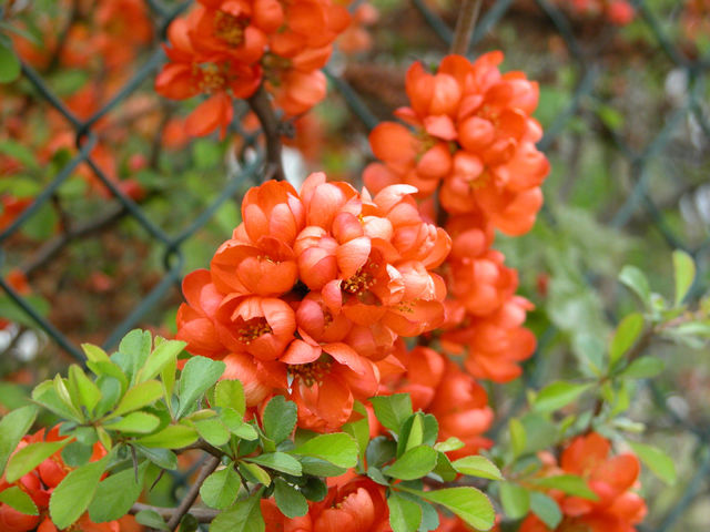 Red flowers on the bush