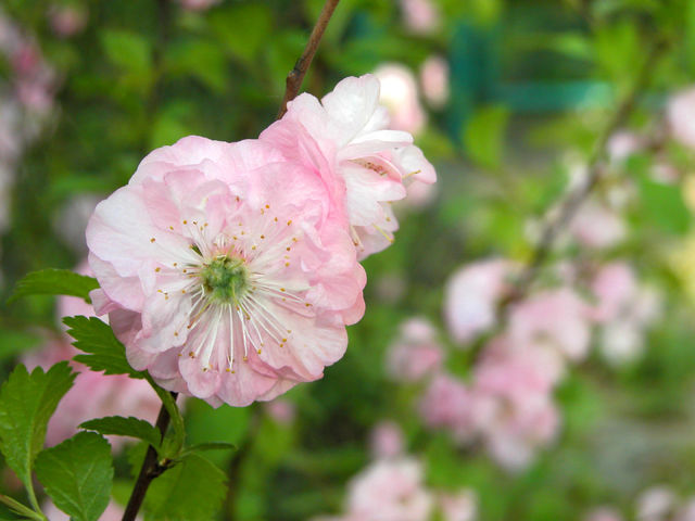 Pink flower