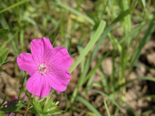 Pink flower