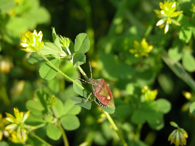 Bug on a plant