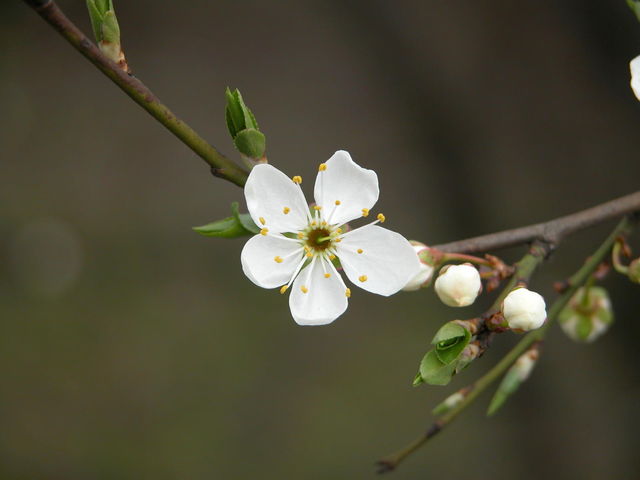 Kwiat śliwy mirabelki