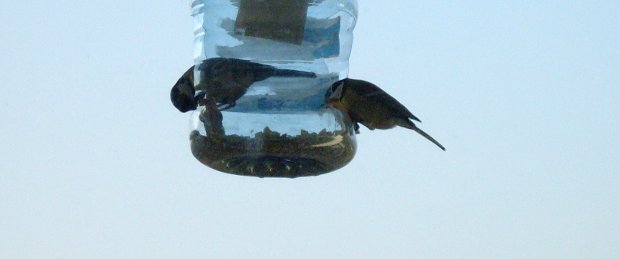 Birdfeeding: a tit close and too close