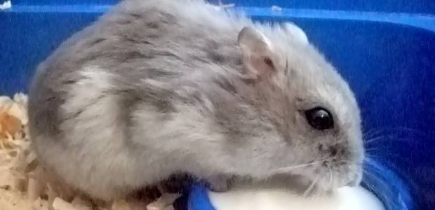 Cute hamster named Świr and yogurt