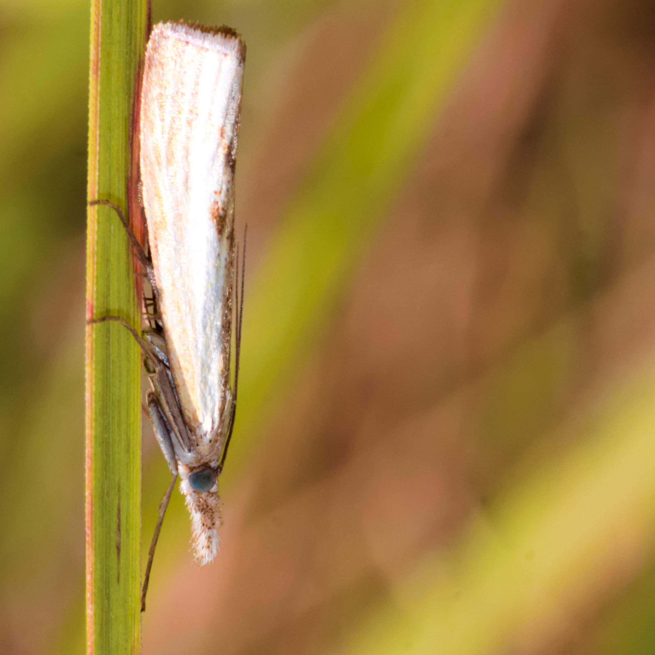 Na którym zdjęciu NIE znajduje się motyl?