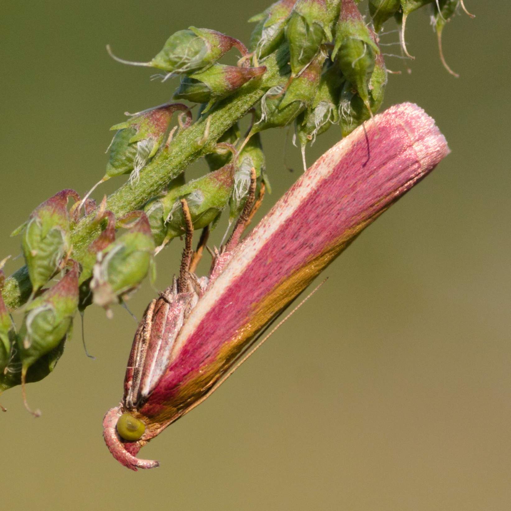 Na którym zdjęciu NIE znajduje się motyl?