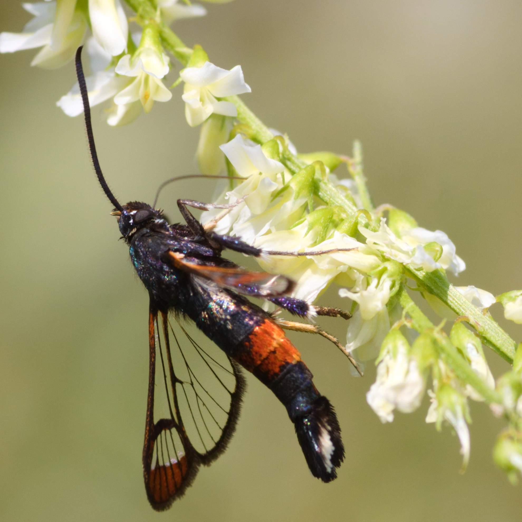 Na którym zdjęciu NIE znajduje się motyl?