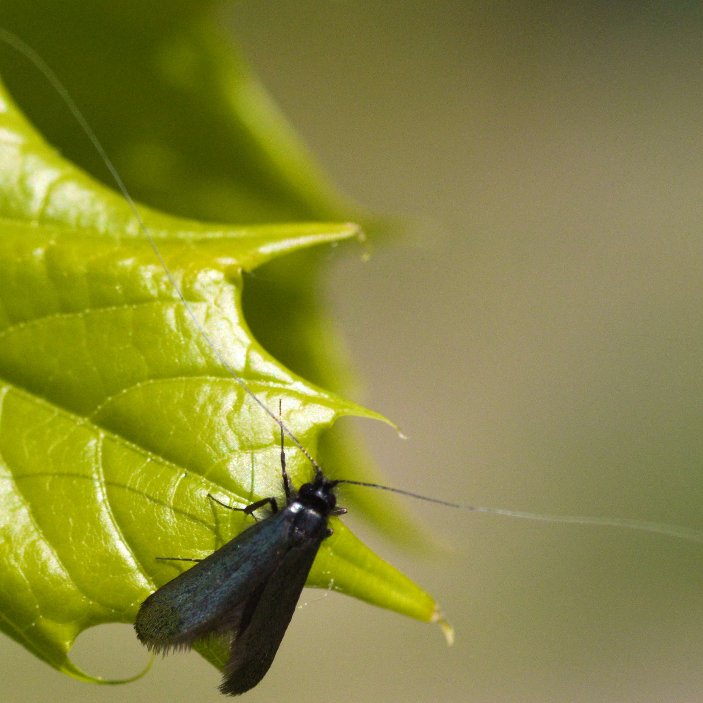 Na którym zdjęciu NIE znajduje się motyl?