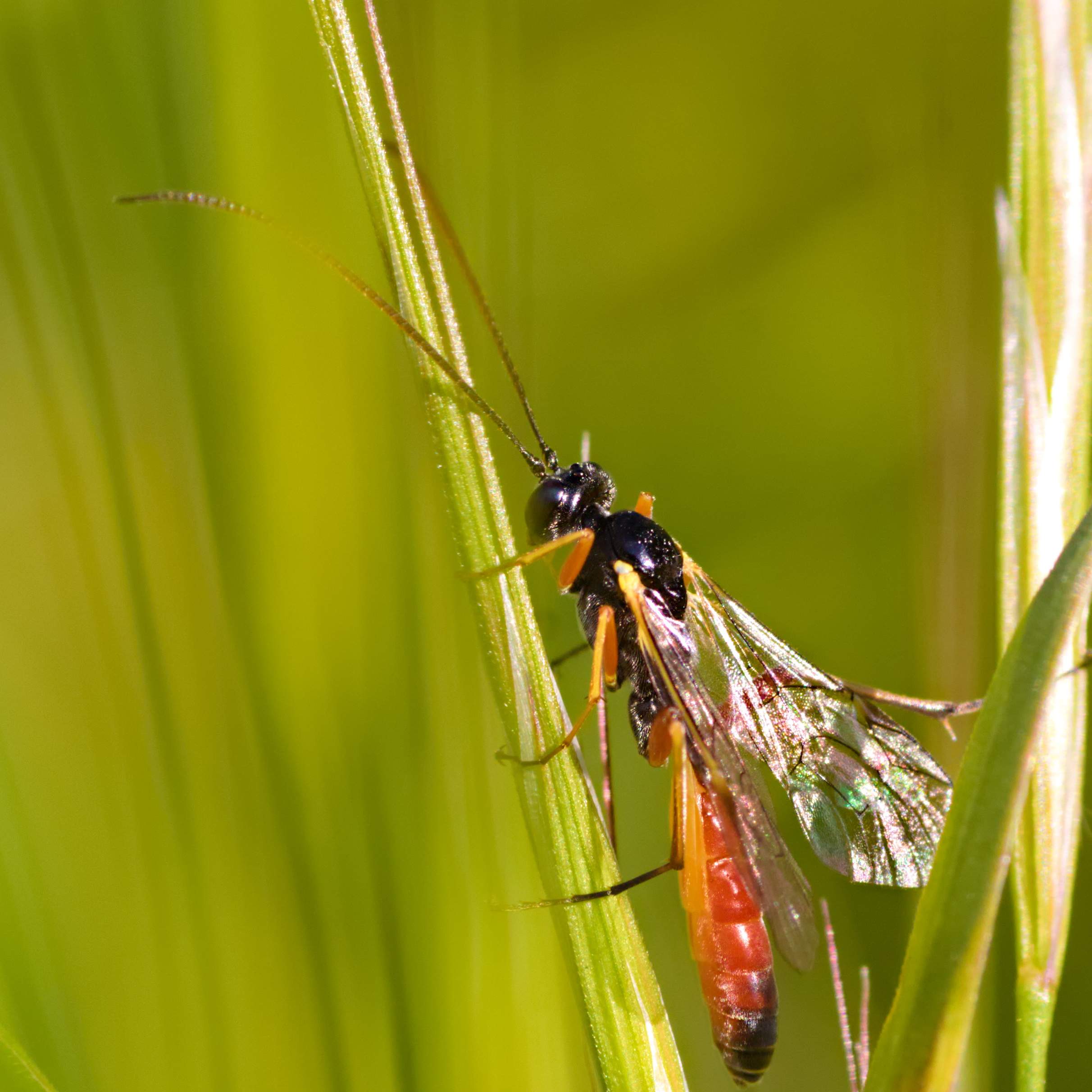 Na którym zdjęciu NIE znajduje się motyl?